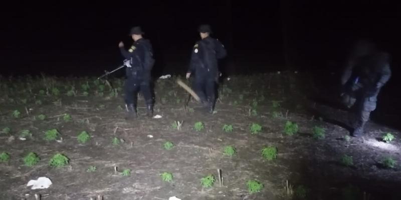 Erradican plantaciones de marihuana valoradas en más de Q300 millones