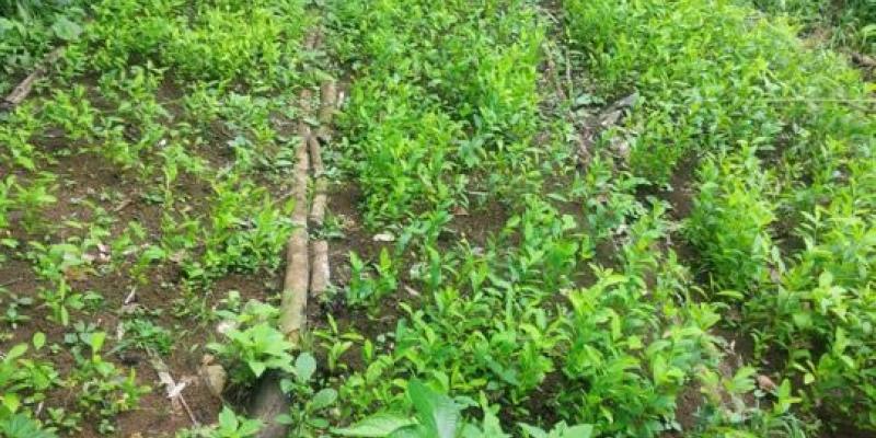 Antinarcóticos erradica plantación de arbustos de hoja de coca