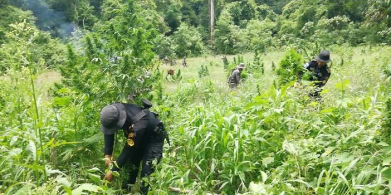 Erradican más de 112 mil matas de marihuana en Petén