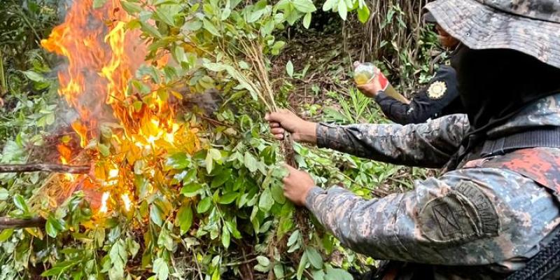 Ejército de Guatemala erradicó más de 78 mil arbustos de ilícitos en San Luís, Petén