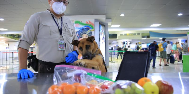 Día Regional de la Sanidad Agropecuaria: destacan decomisos realizados por unidades caninas en Guatemala