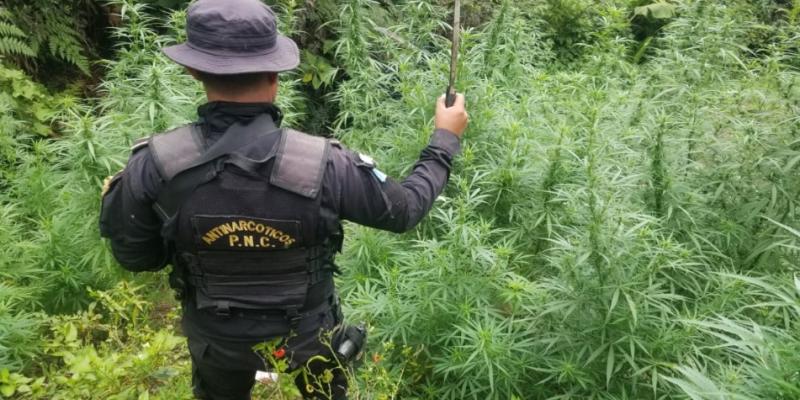 Incautaciones al narcotráfico sobrepasan los Q3550 millones en el país
