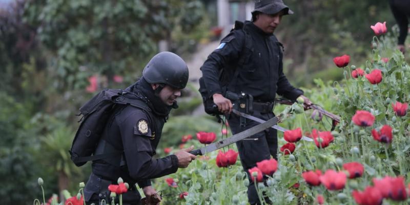 Personal de la SGAIA acciona erradicando 2 mil 164 millones de ilícitos