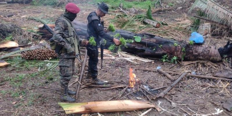 Erradican sembradíos de hoja de coca en Petén