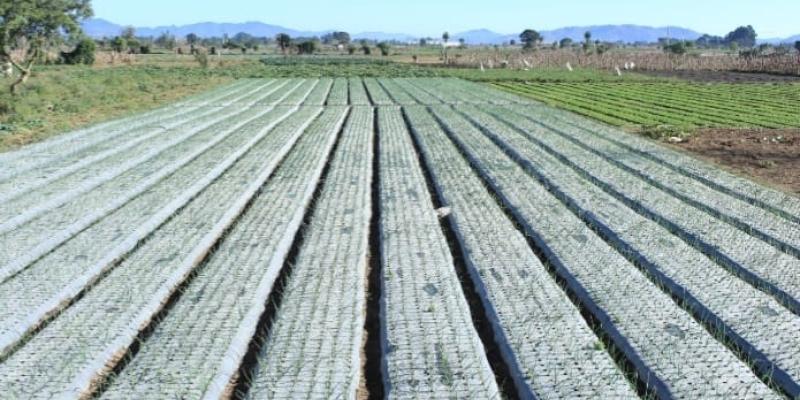 MAGA previene al sector agropecuario por ingreso de frentes fríos 