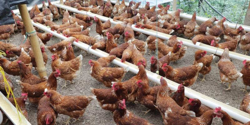 Guatemala en alerta por casos de Influenza Aviar de alta patogenicidad 