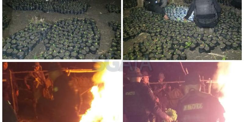 Erradican hojas de coca en fase de crecimiento