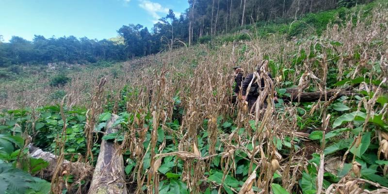Erradican más de 249 mil arbustos de hoja de coca en Alta Verapaz