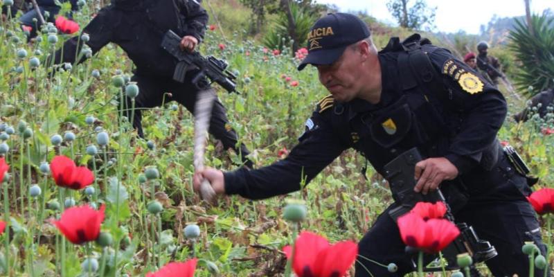 En el segundo día de erradicación de plantaciones ilícitas en San Marcos, el Ministerio de Gobernación (Mingob), con la coordinación del Quinto Viceministerio y el trabajo operativo de la Subdirección General de Análisis de Información Antinarcótica (SGAIA), de la Policía Nacional Civil (PNC) efectuó el pasado 22 de noviembre, la ubicación y posterior destrucción de 126 mil 209 matas de amapola.  La entidad policial indicó que fueron localizados dos campos estaban ocultos en sectores del caserío Las Flores 