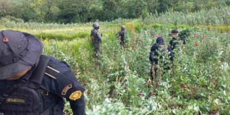 Localizan plantación de amapola en San Marcos