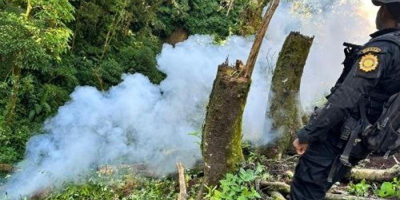 Erradican más de 24 mil arbustos de hoja de coca en Zacapa