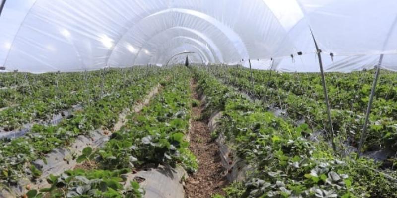 MAGA emite recomendaciones al sector agropecuario por ingreso de heladas