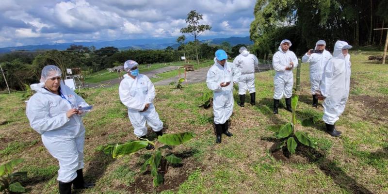 Guatemala fortalece conocimientos para prevenir ingreso del Fusarium