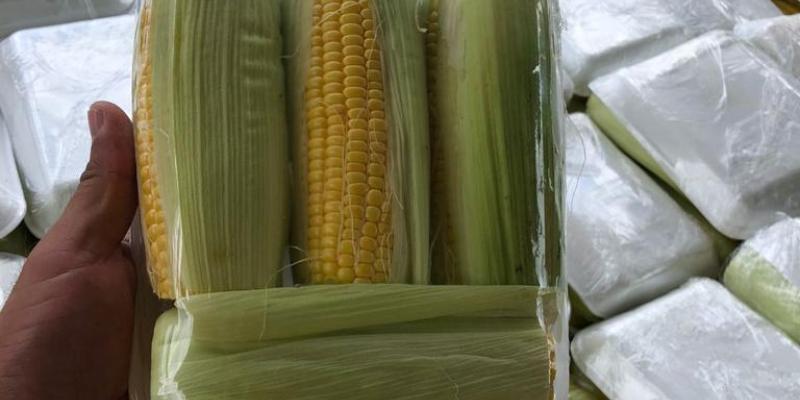 Productores de hortalizas en Jutiapa sacan provecho del moderno centro de acopio