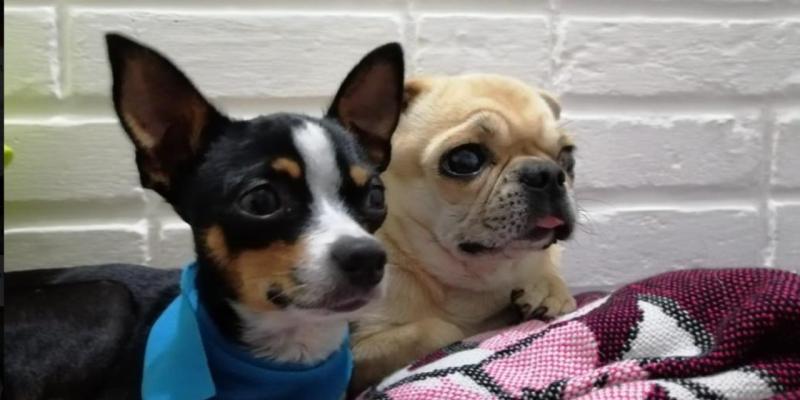 Proteja a sus mascotas de la pirotecnia excesiva en esta época 