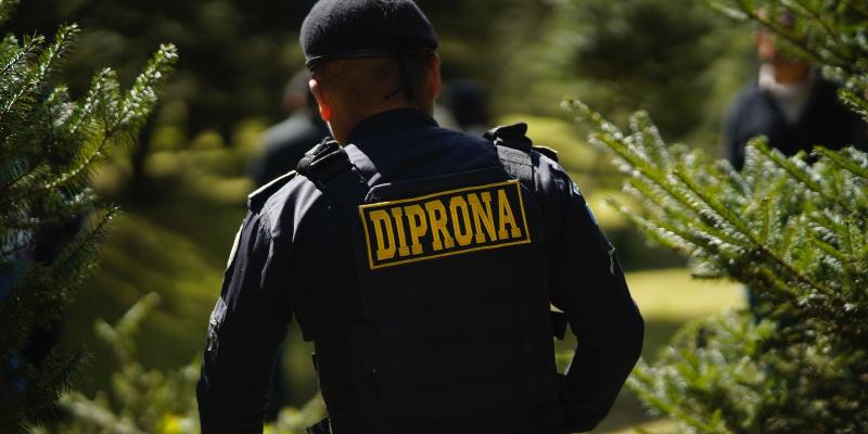 Continúan acciones para la protección del pinabete