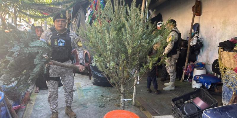 DIPRONA concluye el plan contra el tráfico ilícito del Pinabete y Tillandsias