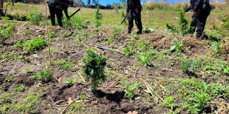 Erradican plantación de marihuana valorada en más de Q10 millones