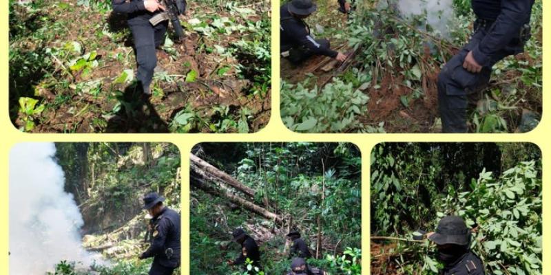 PNC erradica arbustos de hoja de coca valorados en Q234 mil