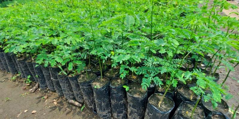 Impulsan acciones para fortalecer zonas degradadas y de recarga hídrica  