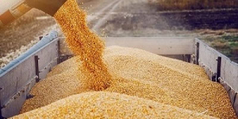 El maíz es un producto de primera necesidad.