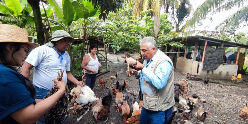 Guatemala se reporta libre de Influenza Aviar de Alta Patogenicidad