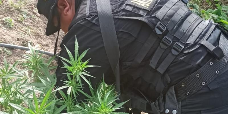 Personal antinarcóticos erradica plantación de Marihuana en Totonicapán