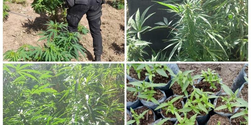 Erradican plantaciones de marihuana en Totonicapán