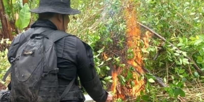 Erradican plantaciones de arbustos de hoja de coca valorados en más de Q4 millones