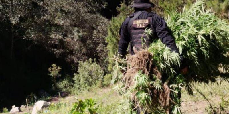 Erradican en Huehuetenango más de 22 mil matas de marihuana