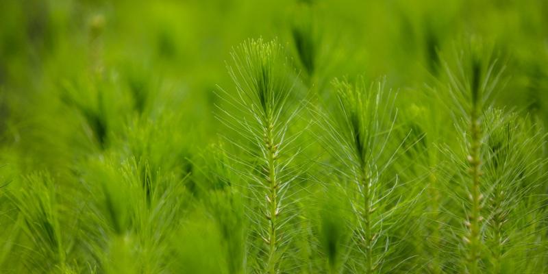 Logros MARN: Programa de reforestación recupera áreas boscosas y fortalece zonas de recarga hídrica
