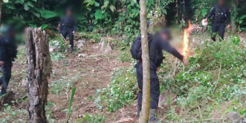 Erradican más de 163 mil arbustos de hoja de coca en Petén