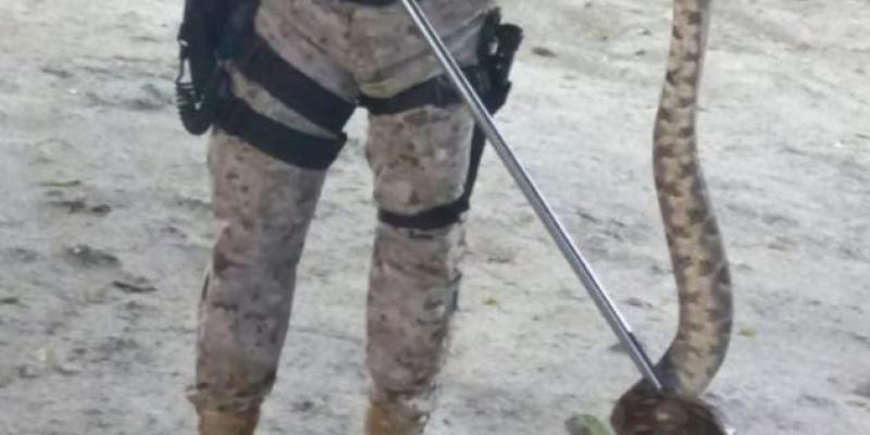 Diprona rescata una serpiente en Melchor de Mencos, Petén