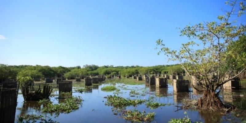 Pobladores restauran ecosistemas de manglares en Santa Rosa 