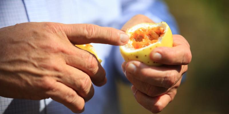 Jutiapa busca mejorar la producción de Maracuyá 