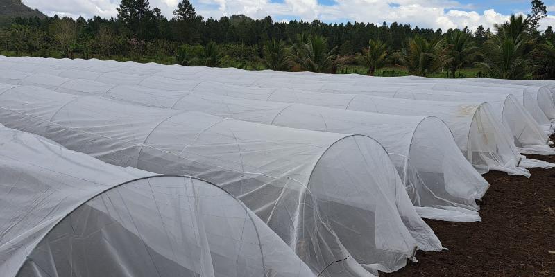 MAGA en Petén construirá macrotuneles para la producción de hortalizas