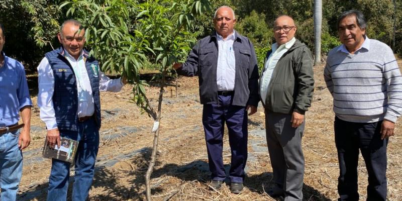 Impulsan nuevas variedades de melocotón en Guatemala 