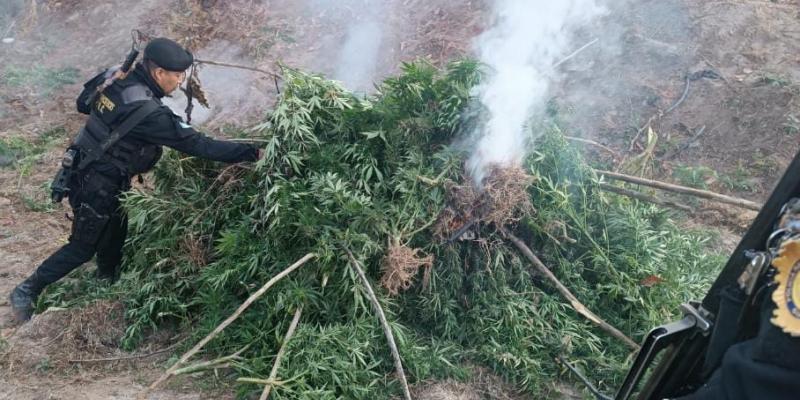 Localizan y erradican plantación de marihuana en Huehuetenango