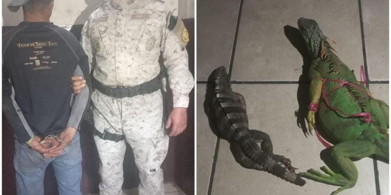 Diprona captura a persona por tráfico ilegal de fauna silvestre