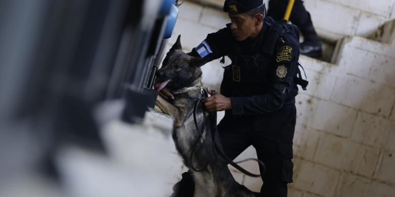 Más de 15 perros K-9 están listos para detección de ilícitos