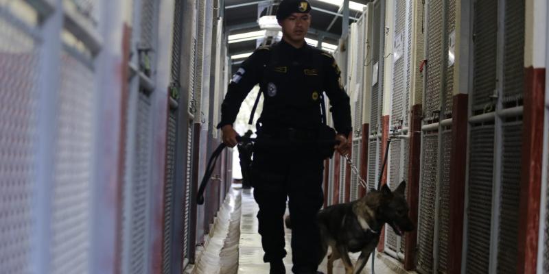 Perros K-9 reciben cuidados especiales en la ECEC