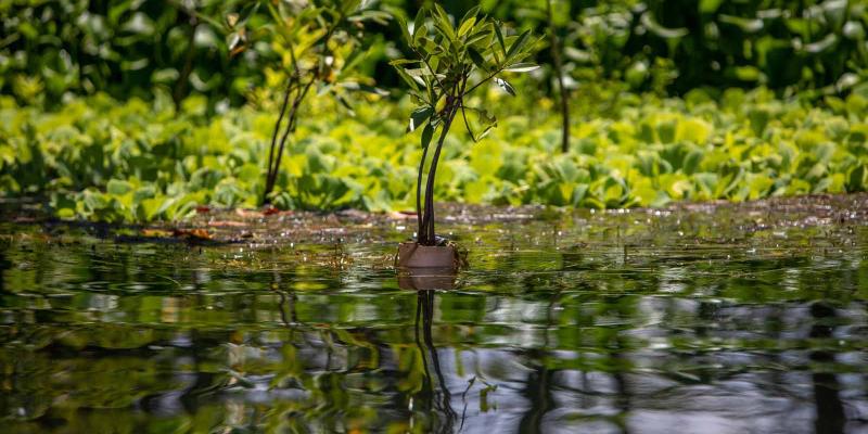 Los once servicios ecosistémicos vitales que proveen los humedales
