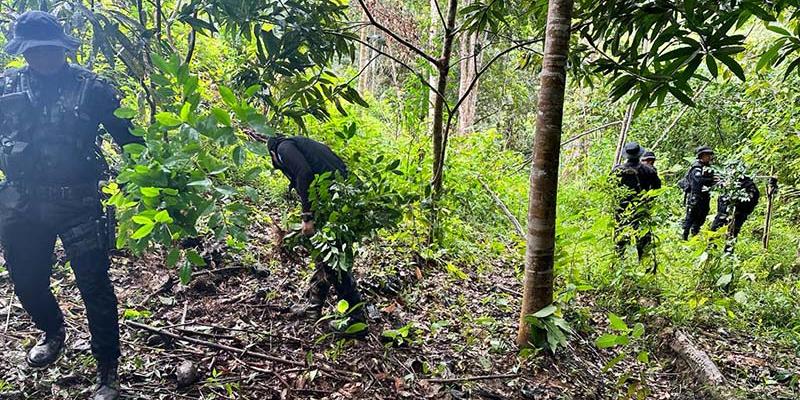 Erradican plantación de arbustos de hoja de coca en Alta Verapaz