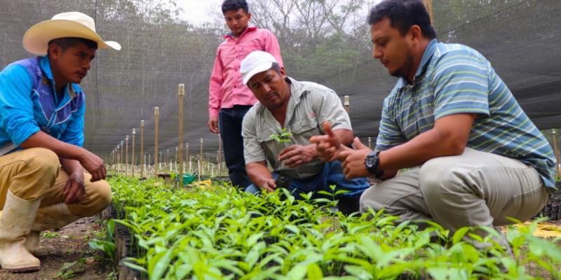 MAGA en Petén inicia producción de 500 mil plantas forestales 