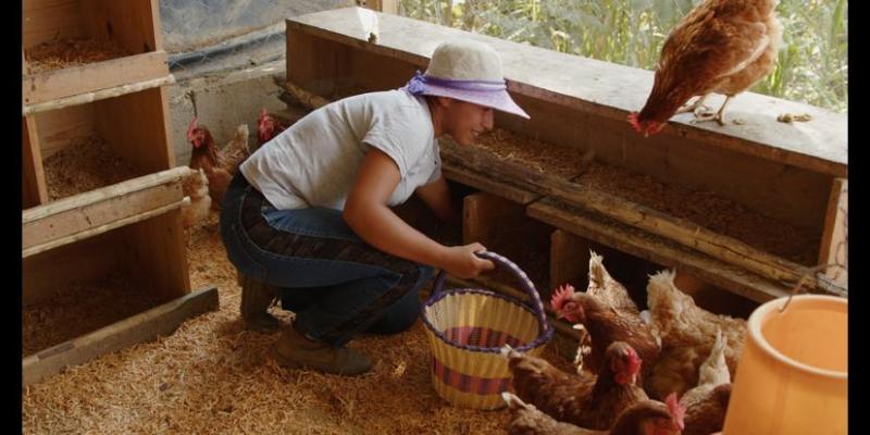 Joven mujer se convierte en exitosa productora de gallinas ponedoras
