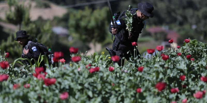 Incautaciones al narcotráfico suman más de Q1 mil 210 millones en tres meses