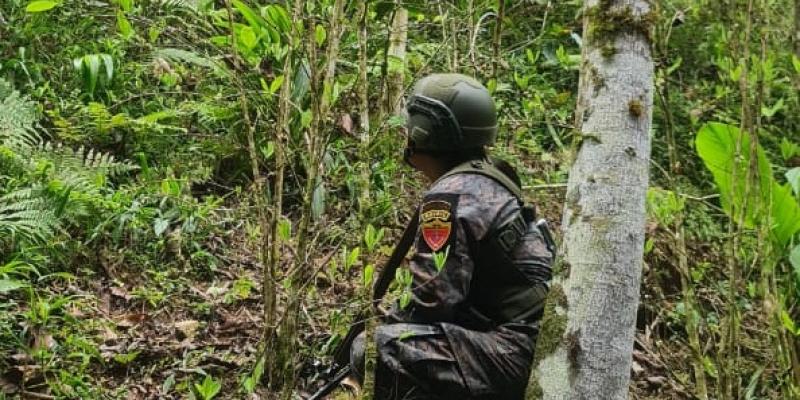 Ejército de Guatemala localizó plantaciones de hoja de coca en Izabal y Alta Verapaz.