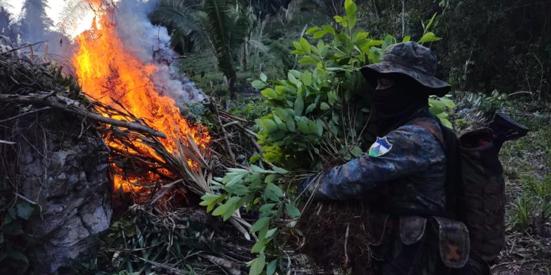 Ejército de Guatemala erradicó 1,001,402 arbustos de hoja de coca en Petén.