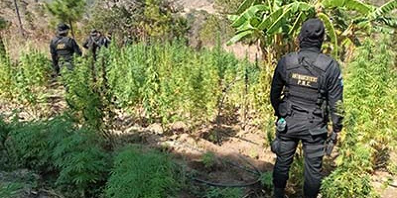 Erradican matas de marihuana valoradas en Q115 millones
