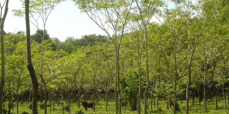 MINFIN realiza primer pago de Incentivos Forestales